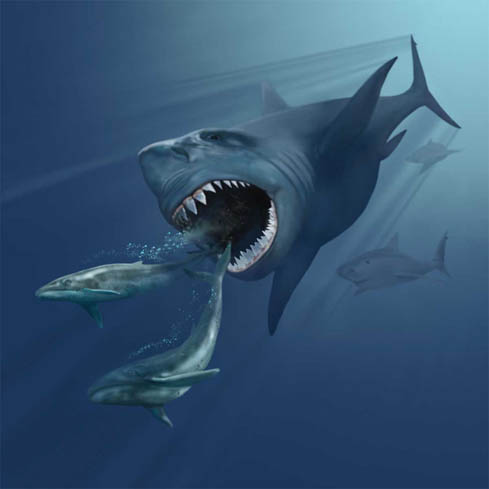 Name:  VMNH_megalodon.jpg
Views: 513
Size:  17.5 KB