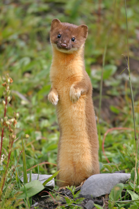 Name:  shitweasel2.jpg
Views: 914
Size:  163.3 KB