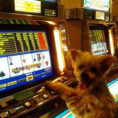 Name:  355c676ba74e86d34868f6c9a36af66b--play-casino-video-poker.jpg
Views: 4328
Size:  16.4 KB