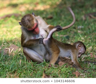 Name:  macaca-monkey-inspect-baby-ass-260nw-1043146606.jpg
Views: 1297
Size:  27.4 KB