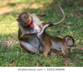 Name:  macaca-monkey-inspect-baby-ass-260nw-1043146606.jpg
Views: 1087
Size:  27.4 KB