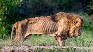 Name:  lion.jpg
Views: 186
Size:  11.3 KB