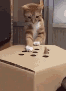 Name:  cat whack mole.gif
Views: 792
Size:  1.03 MB