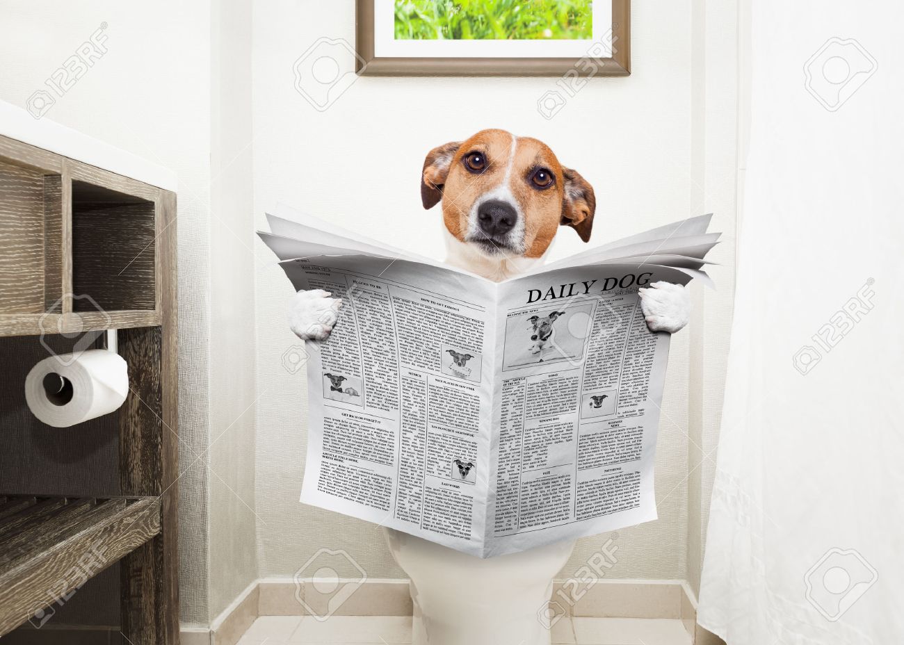 Name:  dog shitting.jpg
Views: 302
Size:  167.2 KB