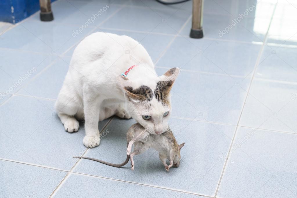 Name:  depositphotos_72720687-stock-photo-cat-catch-and-bite-mouse.jpg
Views: 817
Size:  65.3 KB