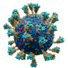 Name:  Coronavirus._SARS-CoV-2.png
Views: 1103
Size:  85.8 KB