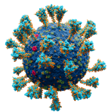 Name:  Coronavirus._SARS-CoV-2.png
Views: 1048
Size:  85.8 KB