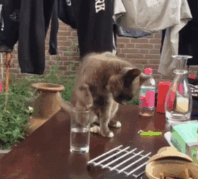 Name:  funny-trolling-10-59c25a0445aa7__605.gif
Views: 701
Size:  1.76 MB
