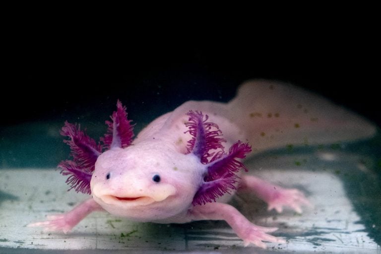 Name:  axolotl.jpg
Views: 574
Size:  36.0 KB