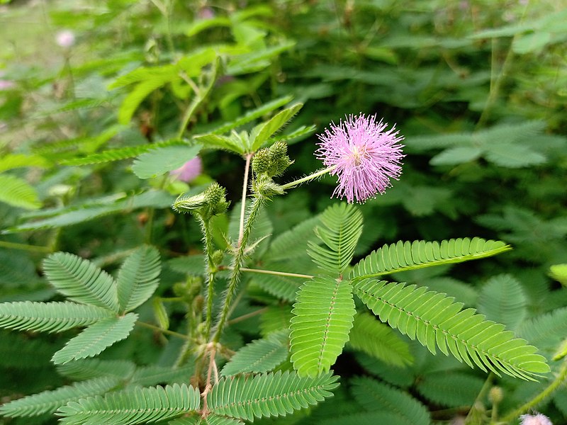 Name:  aMimosa_pudica_in_September_month.jpg
Views: 813
Size:  119.8 KB