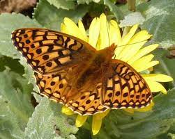 Name:  butterfly.jpg
Views: 465
Size:  11.1 KB