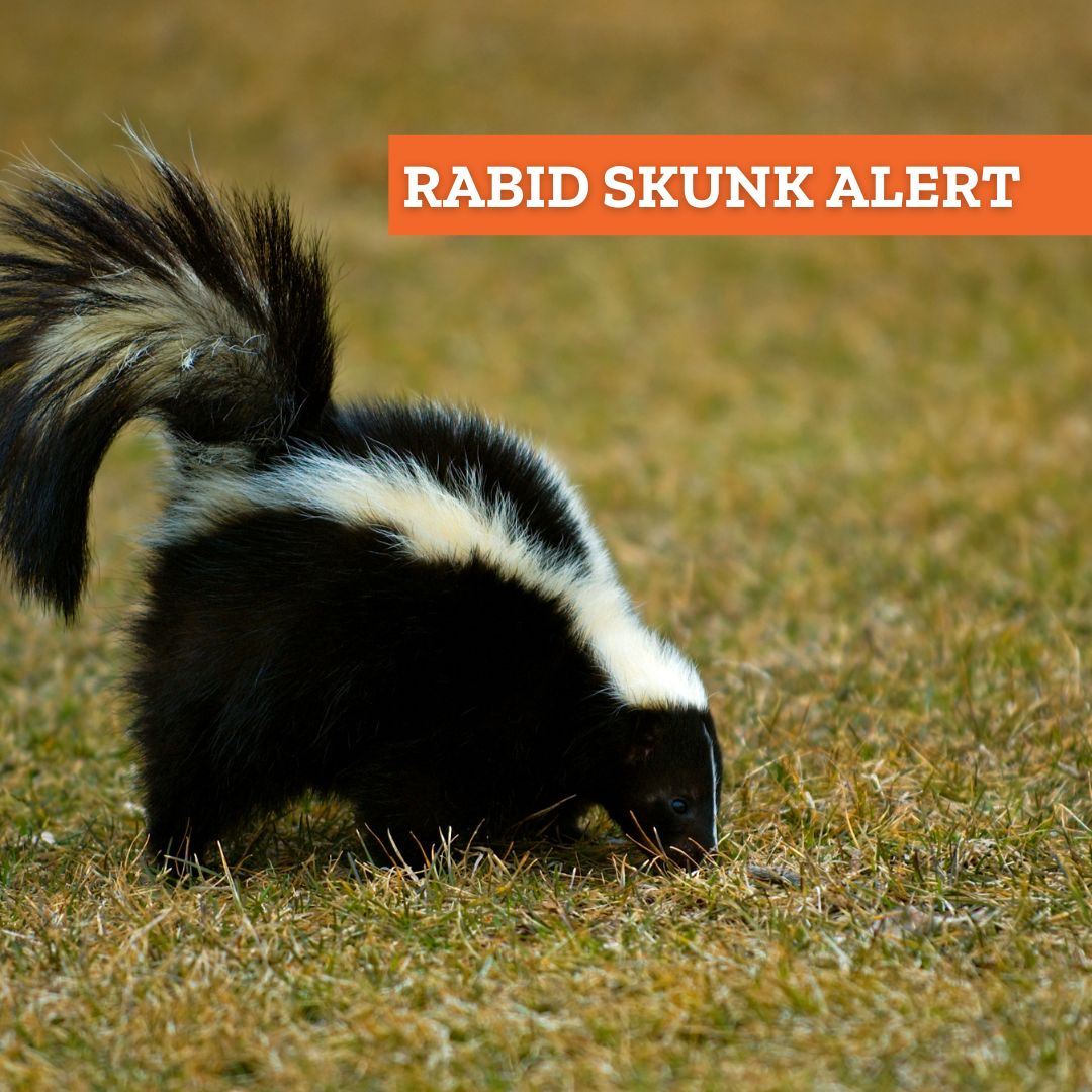 Name:  rabid skunk.jpg
Views: 112
Size:  170.7 KB