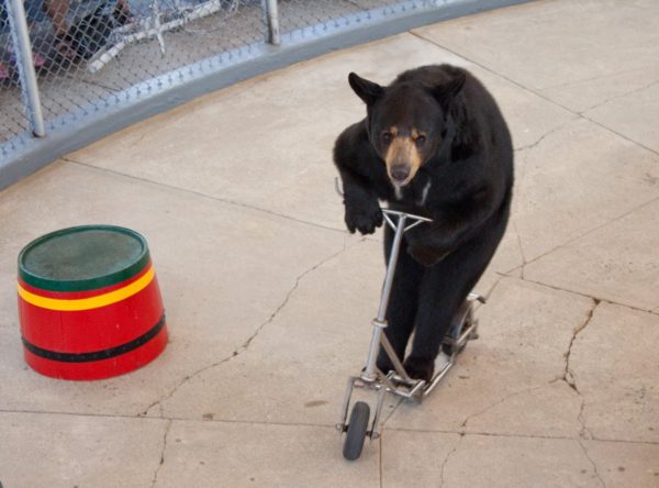 Name:  bear-on-scooter-e1502900485755.jpg
Views: 207
Size:  38.6 KB