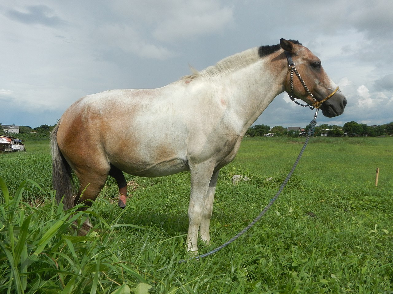 Name:  1280px-05559jfNative_horses_in_grasslands_Baliuag_Bulacanfvf_14.jpg
Views: 59
Size:  306.7 KB