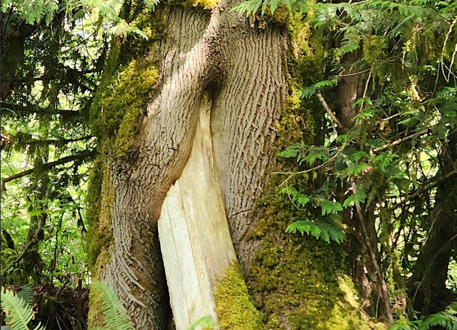 Name:  VV Tree.jpg
Views: 127
Size:  779.9 KB