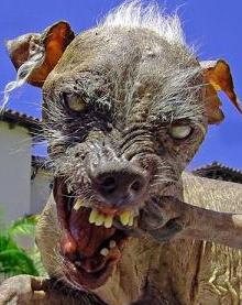 Name:  Sam_dog.jpg
Views: 61
Size:  18.1 KB