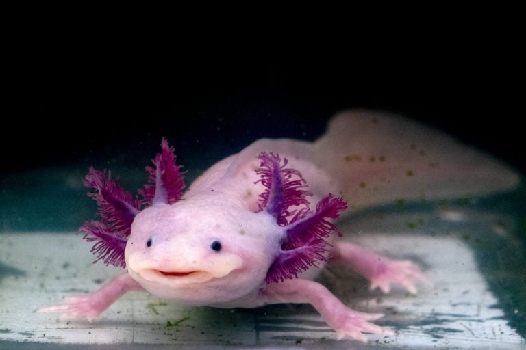 Name:  axolotl.jpg
Views: 524
Size:  36.0 KB