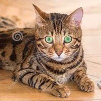 Name:  bengalcat.jpeg
Views: 163
Size:  16.5 KB